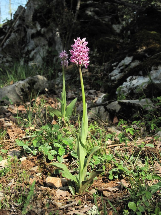 Orchis simia